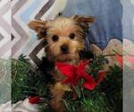 Small Photo #1 Yorkshire Terrier Puppy For Sale in ARTHUR, IL, USA