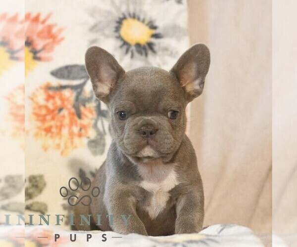 Medium Photo #1 French Bulldog Puppy For Sale in GAP, PA, USA