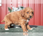 Puppy Pippy Goldendoodle (Miniature)