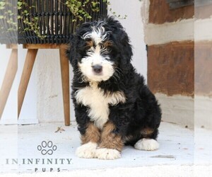 Bernedoodle Puppy for sale in NARVON, PA, USA