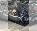 Small #2 French Bulldog Mix