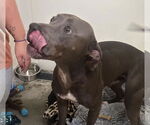 Small #10 American Pit Bull Terrier-Labrador Retriever Mix