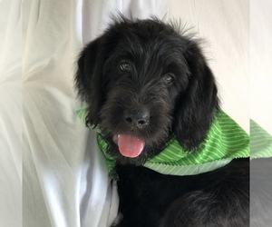 Labradoodle Puppy for sale in CHARLOTTE, NC, USA