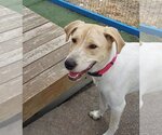 Small #1 Lab-Pointer