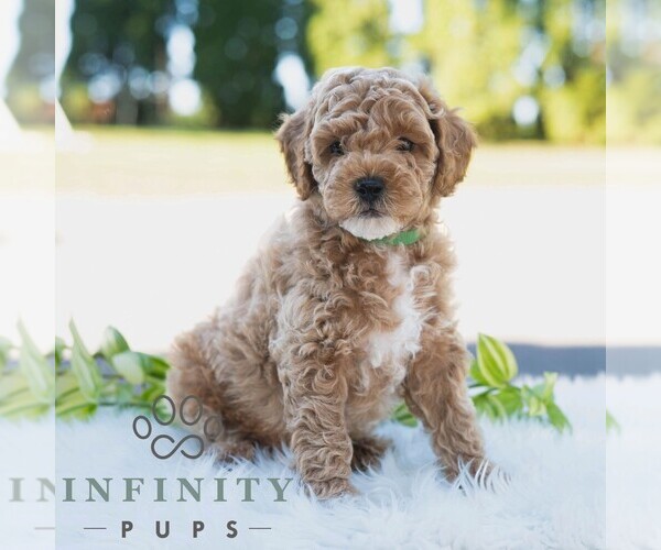 Medium Photo #4 Bichpoo Puppy For Sale in NEWPORT, PA, USA