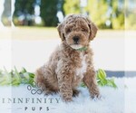 Small #3 Bichpoo