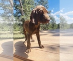 Small Photo #76 German Shorthaired Pointer Puppy For Sale in DENVER, CO, USA