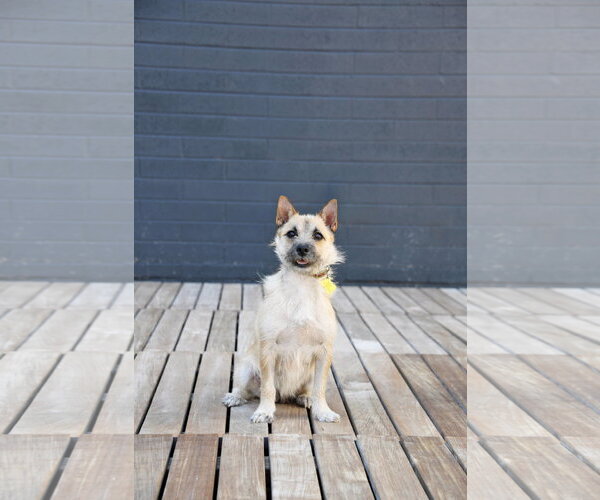 Medium Photo #9 Cairn Terrier Puppy For Sale in Sandy, UT, USA