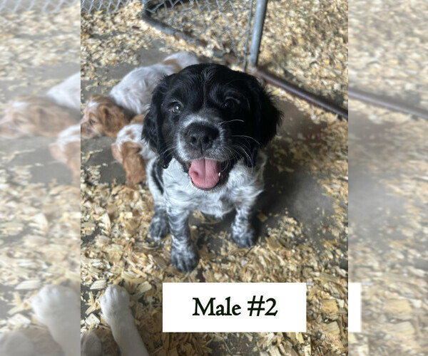 Medium Photo #4 Brittany Puppy For Sale in BATESVILLE, IN, USA