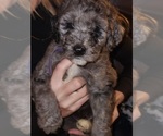 Puppy 2 Goldendoodle-Pyredoodle Mix