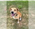 Small #2 Labrador Retriever Mix