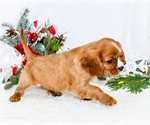 Small Photo #84 Cavalier King Charles Spaniel Puppy For Sale in WAKARUSA, IN, USA
