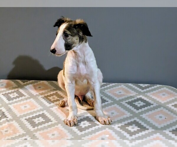 Medium Photo #16 Borzoi Puppy For Sale in FULTON, NY, USA