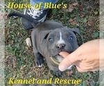 Small Photo #3 American Pit Bull Terrier Puppy For Sale in DELAWARE, OH, USA