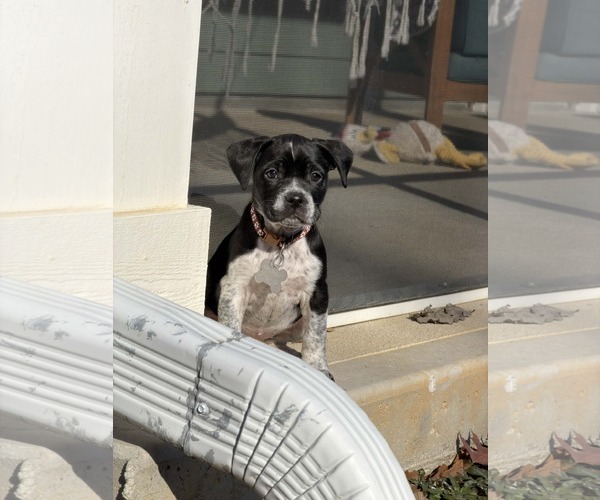 Medium Photo #5 Mutt Puppy For Sale in Holly Springs, NC, USA