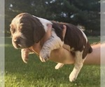 Puppy Phineas English Springer Spaniel