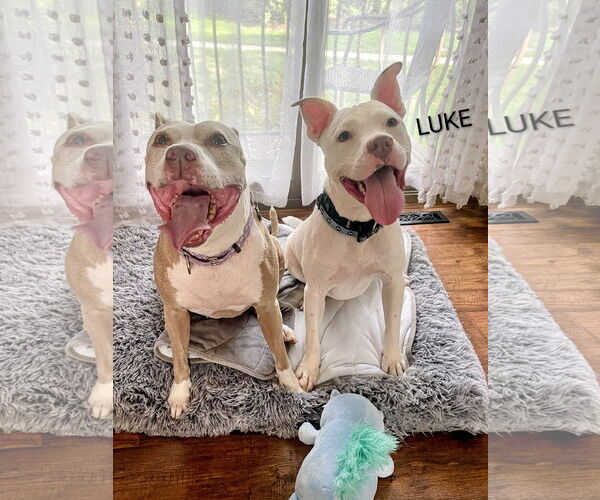 Medium Photo #2 American Pit Bull Terrier-Unknown Mix Puppy For Sale in Rockaway, NJ, USA