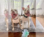 Small #1 American Pit Bull Terrier Mix