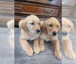 Small #4 Golden Retriever