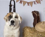 Small #7 Anatolian Shepherd-Great Pyrenees Mix