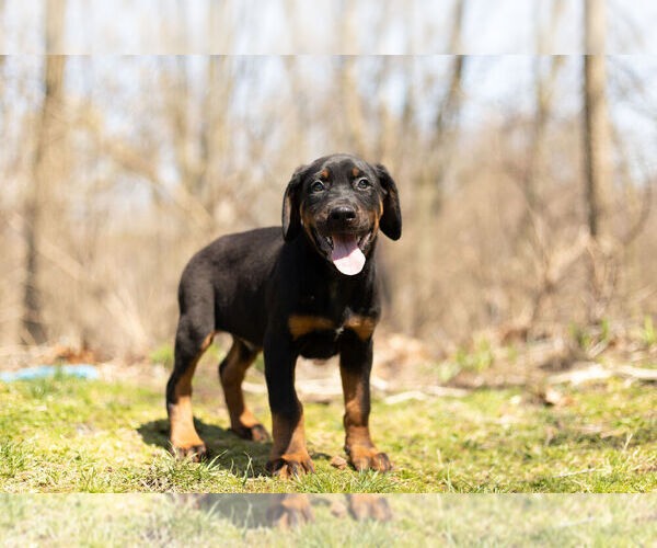 Medium Photo #4 Rotterman Puppy For Sale in BRISTOL, IN, USA