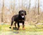 Small Photo #4 Rotterman Puppy For Sale in BRISTOL, IN, USA
