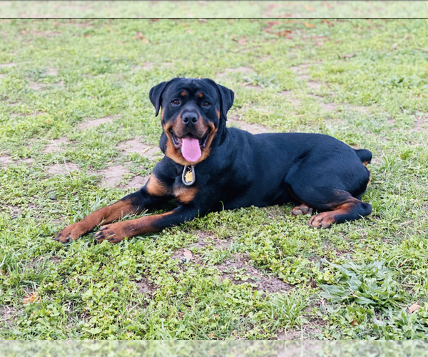 Medium Photo #1 Rottweiler Puppy For Sale in NAPA, CA, USA