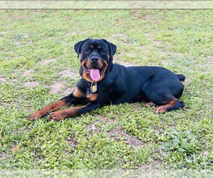 Father of the Rottweiler puppies born on 12/16/2020