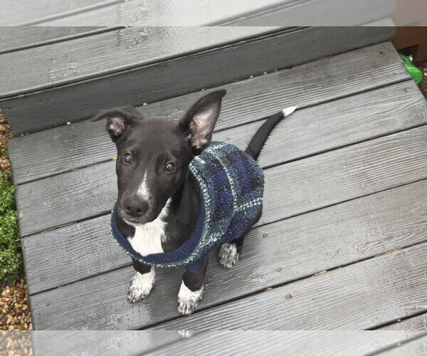 Medium Photo #7 Mutt Puppy For Sale in Holly Springs, NC, USA