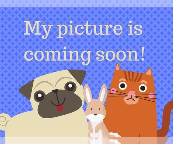 Medium Photo #1 Mutt Puppy For Sale in Fort Wayne, IN, USA