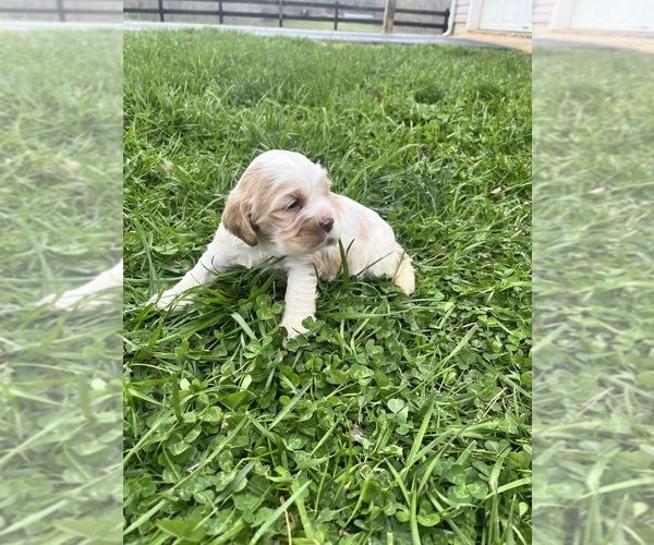 Medium Photo #1 Cocker Spaniel Puppy For Sale in TRINITY, NC, USA