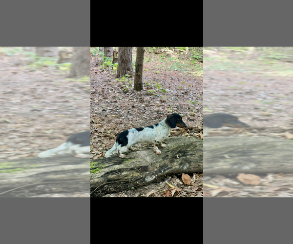 Medium Photo #1 Dachshund Puppy For Sale in NILES, MI, USA