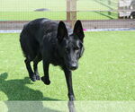 Small #2 German Shepherd Dog