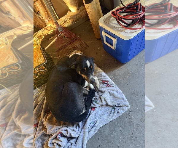 Medium Photo #1 Australian Cattle Dog Puppy For Sale in CORTEZ, CO, USA