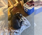 Small Photo #1 Australian Cattle Dog Puppy For Sale in CORTEZ, CO, USA