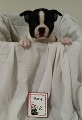View Ad: Boston Terrier Puppy for Sale, Washington, GRAHAM, USA