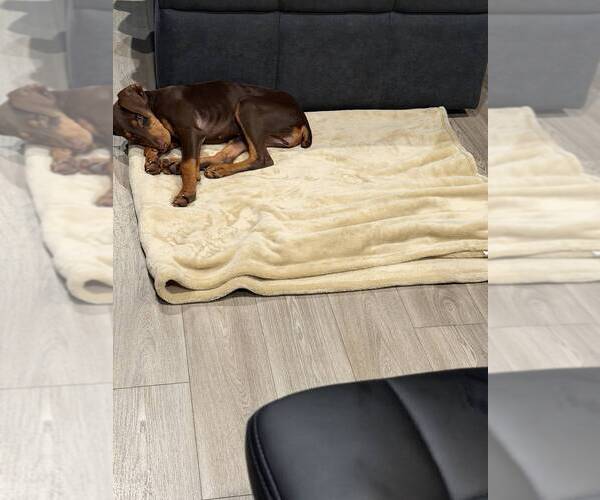 Medium Photo #3 Doberman Pinscher Puppy For Sale in SPRING, TX, USA