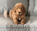 Small Photo #14 Goldendoodle Puppy For Sale in UTOPIA, TX, USA
