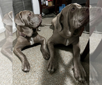 Small Photo #19 Neapolitan Mastiff Puppy For Sale in MIRAMAR, FL, USA