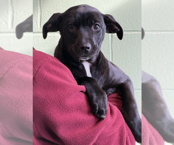 Medium Photo #1 Mutt Puppy For Sale in Elmsford, NY, USA
