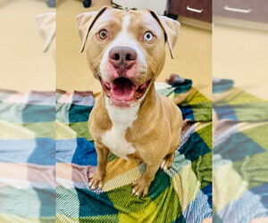 American Pit Bull Terrier Dogs for adoption in Derwood, MD, USA