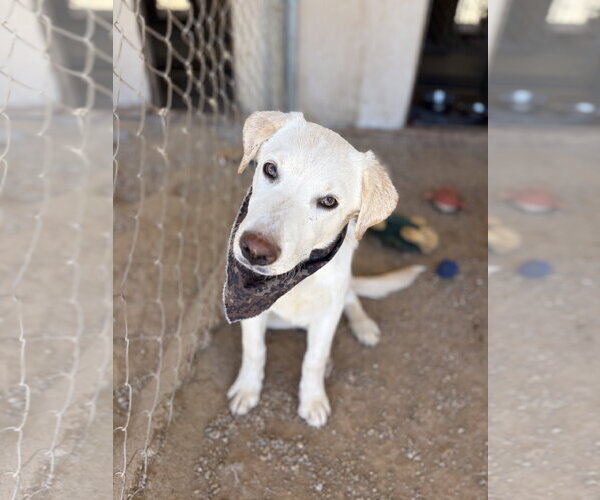 Medium Photo #7 Labrador Retriever-Unknown Mix Puppy For Sale in San Diego, CA, USA