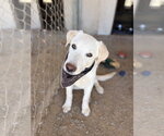 Small #6 Labrador Retriever Mix