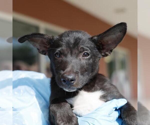 Medium Photo #1 American Staffordshire Terrier-Unknown Mix Puppy For Sale in San Antonio, TX, USA