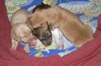 Small Photo #1 Dachshund Puppy For Sale in LAKEBAY, WA, USA