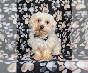 Maltese Puppy for sale in LEOLA, PA, USA