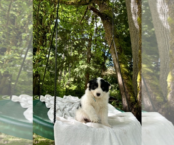 Medium Photo #3 Border-Aussie Puppy For Sale in ENUMCLAW, WA, USA