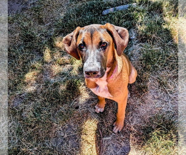 Medium Photo #3 Boxer-German Shepherd Dog Mix Puppy For Sale in Stanwood, WA, USA