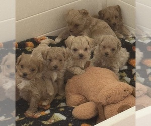 Medium Maltipoo