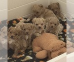 Small Maltipoo